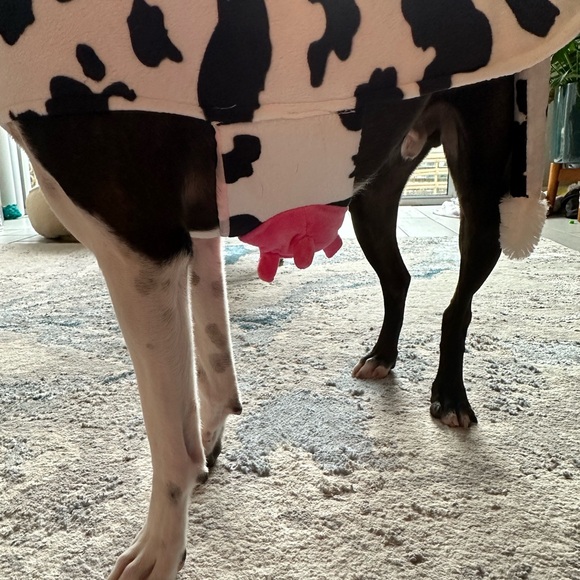 Cow costume for dogs - Picture 5 of 7